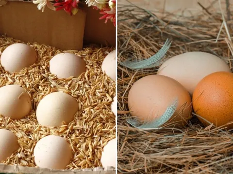 Không cần tủ lạnh, người xưa dùng 6 cách này để bảo quản trứng cả tháng vẫn tươi ngon