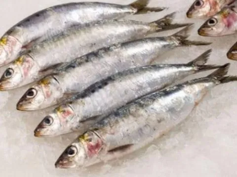 Loại cá Việt Nam giá chỉ vài chục nghìn/kg nhưng được chuyên gia Mỹ công nhận là “tốt nhất thế giới”