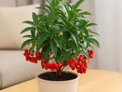 Trồng 3 loại cây này quanh nhà: Vừa đẹp vừa hút tài lộc, bảo sao giới nhà giàu mê mẩn