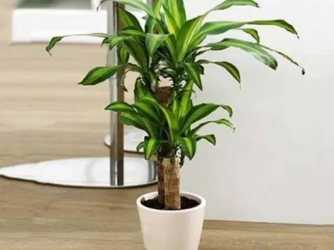 5 loại cây người giàu thích trồng: Càng nở hoa càng phát lộc, người nghèo lại hay bỏ qua