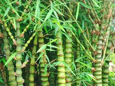 Tháng 7 Âm lịch, trồng 3 cây cảnh phong thủy này trước cổng để hóa giải vận xui, chiêu tài giữ lộc