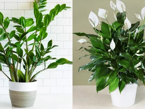 5 loại cây cảnh là 'bảo vật Thần Tài' hợp với người mệnh Thủy, hút tiền vào nhà