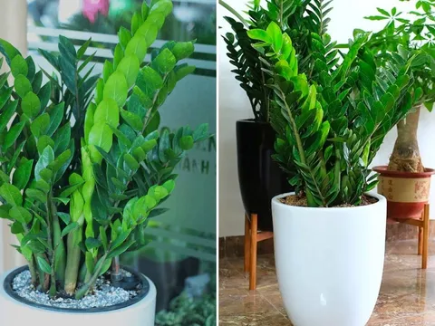 Cây kim tiền là 'bảo vật' cầu tài lộc, đặt ở vị trí này trong nhà, gia chủ có vận may tốt nhất