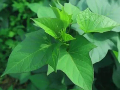 Loại rau từng cho heo ăn ở Việt Nam giờ được Mỹ săn lùng, giá 1 triệu đồng/kg”