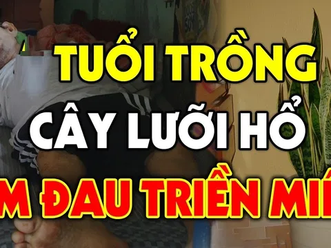 Lưỡi hổ may mắn phát tài nhưng có 3 mệnh này trồng là Mất Tiền Mất Của
