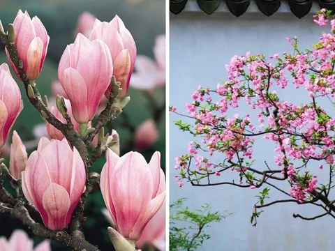 Người xưa dặn: “Trồng 3 cây trước sân, gia đình thịnh vượng, vàng ngọc đầy nhà”, 10 nhà trồng thì 9 nhà giàu có