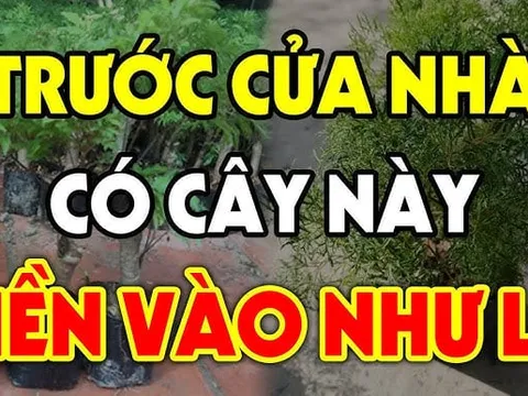 4 loại cây trồng trước nhà nào nhà đó Lộc Khí Dồi Dào: Giàu có 3 đời
