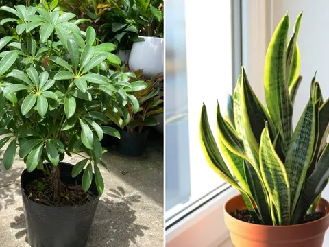 6 loại cây 'gọi tiền vào nhà', hợp với người mệnh Thổ