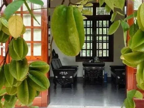 Có nên trồng cây khế trước nhà? Chuyên gia phong thủy giải đáp vị trí đẹp nhất