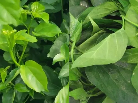 Loại rau là “thần dược xanh” ẩn mình giữa núi rừng Tây Bắc