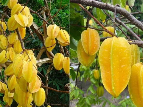 Trồng cây khế rất tốt cho những người này: Cải thiện phong thủy, nâng cao sức khỏe
