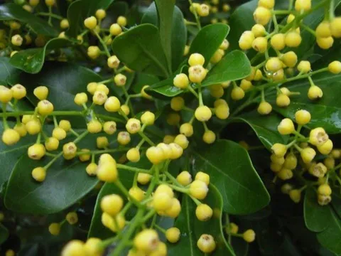  3 loại cây hợp cả 5 mệnh, cực tốt cho gia đình nhiều người xung khắc, trồng trong nhà vừa đẹp vừa giàu
