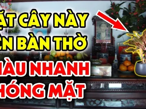 4 cây Đệ Tử Thần Tài Đón Lộc Khí: Đặt trên bàn thờ nhà nào nhà đó giàu có, 3 đời không cạn phúc