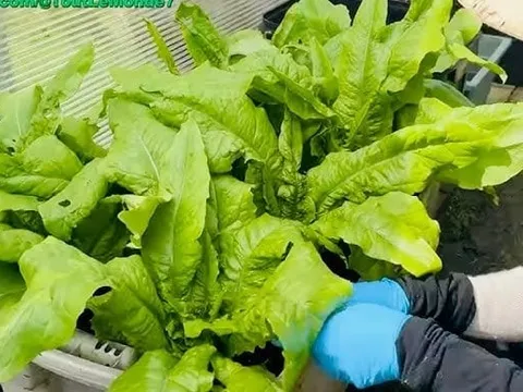 Loại rau giàu canxi gấp 10 lần canh xương hầm, tốt hơn cả sữa, giá chưa đến 20 nghìn/bó