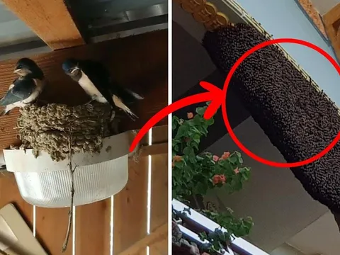 Người xưa dặn: "5 con vật vào nhà, may mắn tự nhiên đến", nhiều nhà không biết đuổi đi mất hết lộc