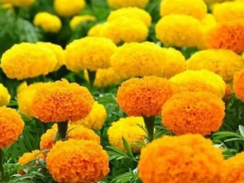 Cúng Rằm tháng 7: 5 loại hoa đại kỵ tuyệt đối không được đặt lên bàn thờ