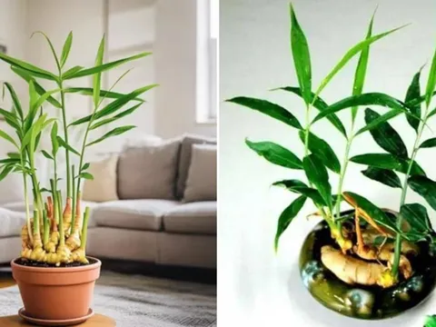 Loại củ thường dùng làm gia vị được 'lên đời' làm cây phong thủy, giúp xua đuổi vận xui, hút tiền tài vào nhà