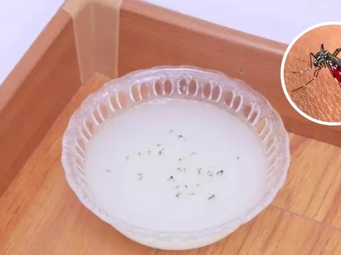 Ruồi muỗi rất sợ loại nước này, đặt một bát trong nhà, không con nào dám bén mảng lại gần