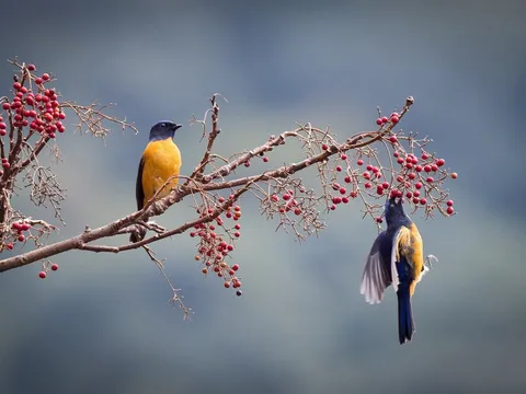 Những người có ngày sinh Âm lịch 3 số cuối này, số mệnh đặc biệt tốt, hạnh phúc, tiền tài không cầu cũng đến