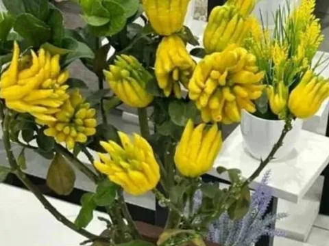 Tổ Tiên răn dạy: “Ban công trồng 3 loại cây này, tiền tiêu rủng rỉnh”, nghèo đến đâu cũng phải