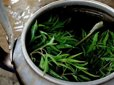 Uống nước đinh lăng nên dùng lá khô hay tươi mới tốt?
