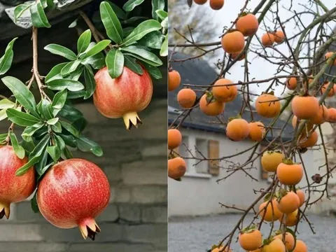 Vì sao người xưa nói “phía Đông trồng lựu là vàng, phía Tây trồng hồng là bạc”? Ngày nay thì sao?