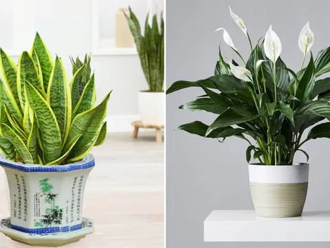 7 cây cảnh là 'bảo vật' đối với người mệnh Thủy, đặt 1 cây trong nhà để tăng vượng khí, tiền vào như nước