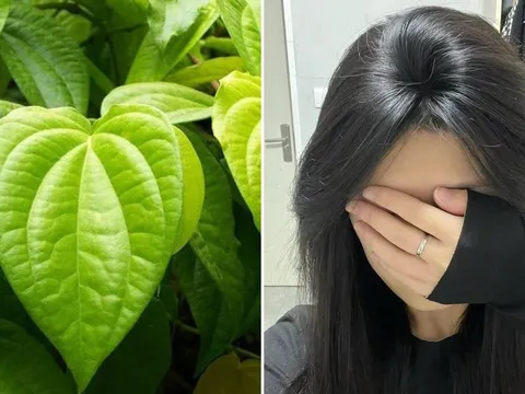Cách gội đầu bằng nước lá trầu không giúp giảm rụng tóc, tóc con mọc lên không ngừng