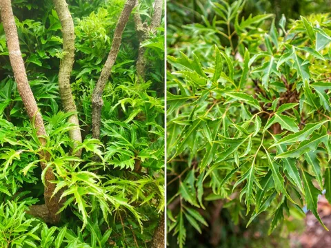 Cây Đinh Lăng là 'thần giữ của', người mệnh này trồng là tốt nhất, tiền bạc ngày càng gia tăng
