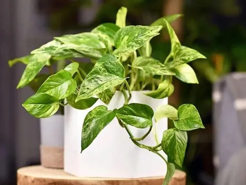 Cây trầu là "thần hộ mệnh" của người tuổi này: Chỉ cần trồng một chậu là hút hết tiền tài về tay