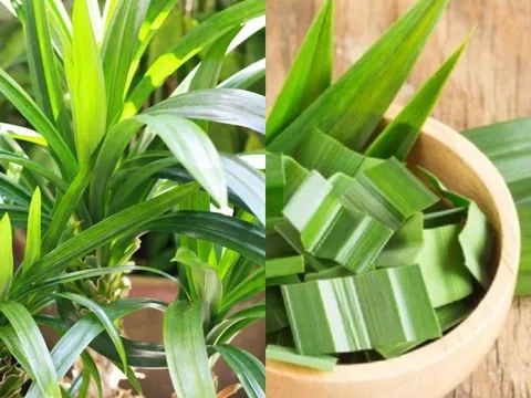 Công dụng của cây lá dứa (lá nếp) – Thơm ngon, dễ dùng, tốt cho sức khỏe