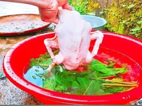 Thả nắm lá này vào vặt lông vịt: Sạch cả lông măng, vịt hết sạch mùi hôi thơm ngon cực phẩm