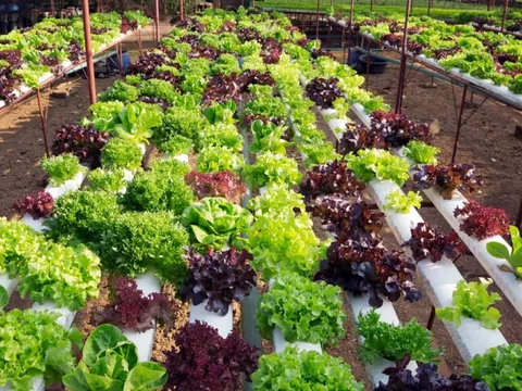 5 loại rau củ vô cùng thích hợp để phát triển trong khí hậu mùa Thu