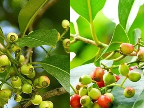 Công dụng của lá vối và lưu ý khi dùng kẻo gây hại
