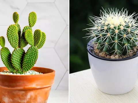 Đặt 3 loại cây này trong phòng ngủ, tiền bạc thất thoát, làm mãi không giàu