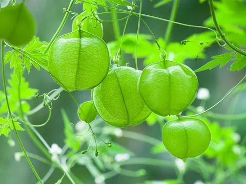 Cây dây leo bóng bay – vẻ đẹp nhẹ nhàng nhưng đầy sức sống, như chiếc chuông nhỏ đung đưa trong gió