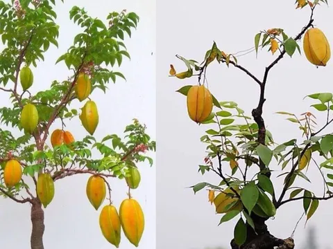 Vì sao người xưa nói trồng cây khế nhỏ thôi cũng mang lại may mắn, giàu sang, sức khỏe và xinh đẹp?