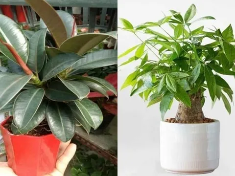 4 loại cây phong thủy nên đặt trong phòng khách: 10 nhà thì 9 nhà giàu, trồng 1 chậu để gia đình thịnh vượng
