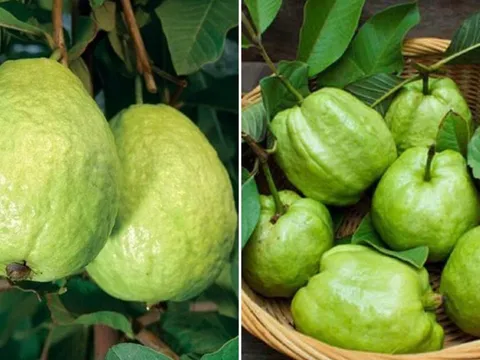 Cách chọn ổi giòn ngọt, nên lấy quả trơn nhẵn hay sần sùi?