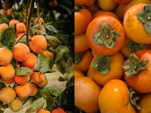 Cách nhận biết hồng giòn Việt và hồng nhập ngoại