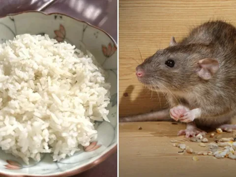 Mẹo đuổi chuột bằng cơm nguội đơn giản, hiệu quả, nhà nào cũng làm được