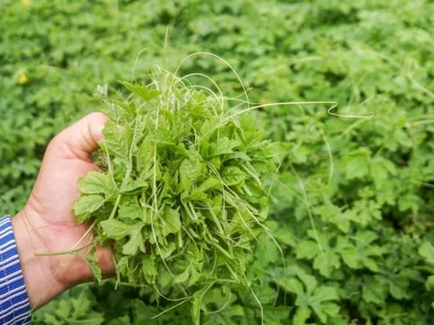 Uống nước Lá Mướp Đắng giúp thanh nhiệt, giải độc, làm sáng mắt