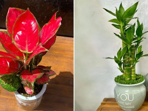 4 loại cây phát tài nên đặt lên bàn thờ, tổ tiên phù hộ độ trì, gia đạo hưng thịnh