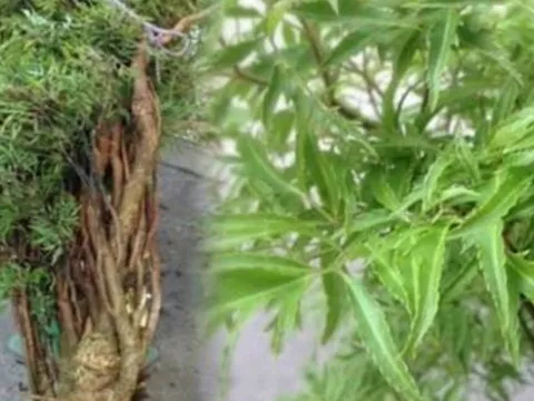 Cây đinh lăng - ‘Thần giữ của’: Chuyên gia phong thủy tiết lộ vị trí trồng giúp hút tài lộc