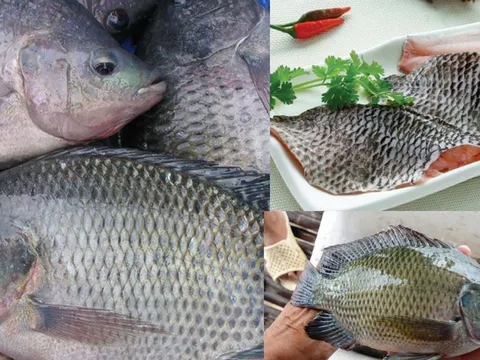 Thực hư thông tin ăn cá rô phi gây độc hại cho cơ thể, chuyên gia lên tiếng