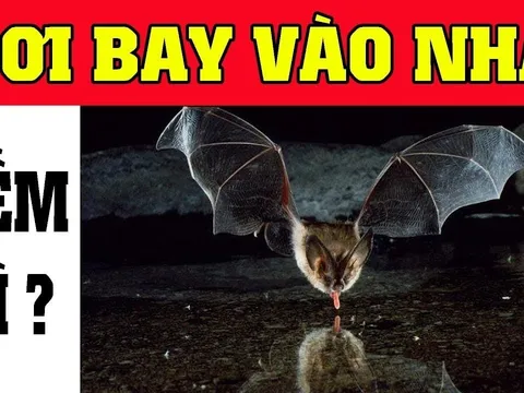 4 con vật đến nhờ tưởng May hoá Gở, đừng cố giữ lại kẻo Tiền mất tật mang