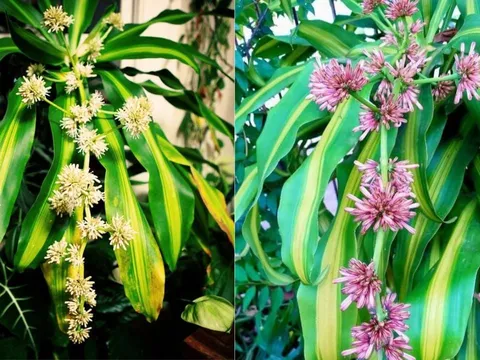 Khi cây thiết mộc lan nở hoa, phải chú ý điều này kẻo hại sức khỏe, tổn hao tài lộc phong thủy gia đình