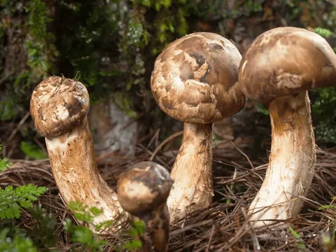 Thứ "đắt hơn vàng" chỉ Việt Nam mới có: Nấm mọc trên đỉnh 2.500m, giá 45 triệu/kg, thế giới săn lùng
