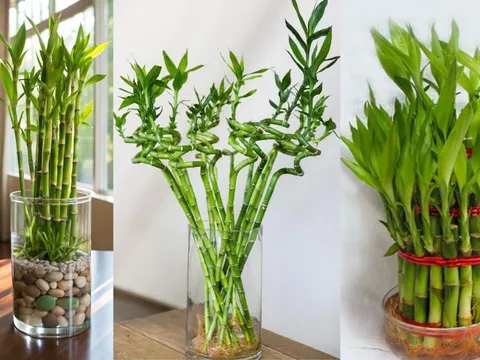 Trồng cây phát tài phát lộc rước may mắn giàu sang nhưng cần chú ý những điều này kẻo phạm phong thủy
