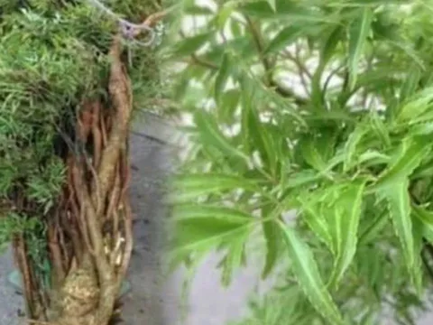 Cây đinh lăng - ‘Thần giữ của’: Vị trí trồng chuẩn phong thủy giúp hút tài lộc, giữ của cải